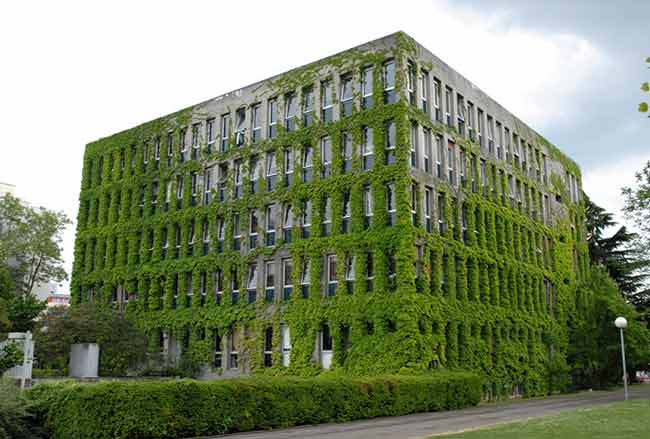 Gebäude mit Efeu bewachsen