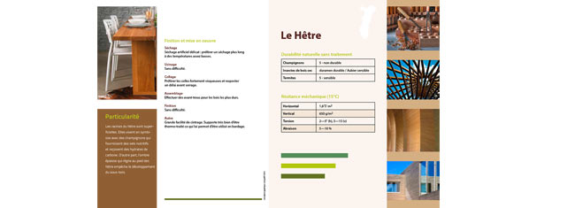 Innenseite Tabelle zum Thema: Buche